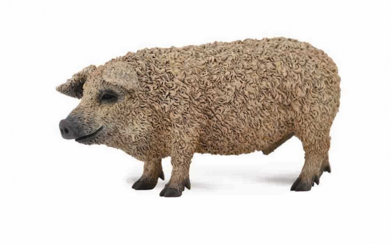Mô hình thu nhỏ: Lợn Hungary