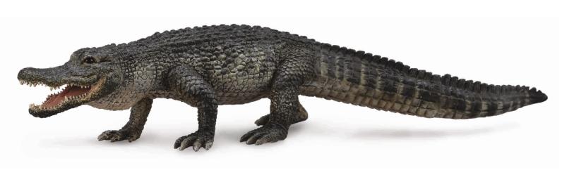 Mô hình thu nhỏ: Cá sấu mõm ngắn Mỹ