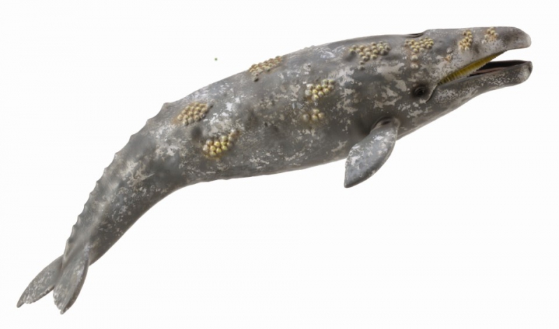Mô hình động vật: Cá voi xám