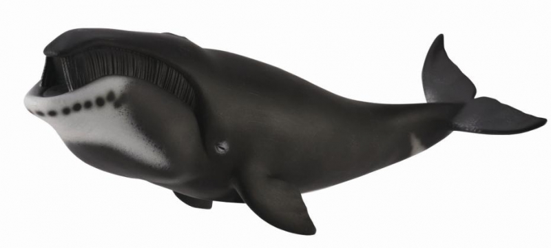Mô hình động vật: Cá voi đầu cong