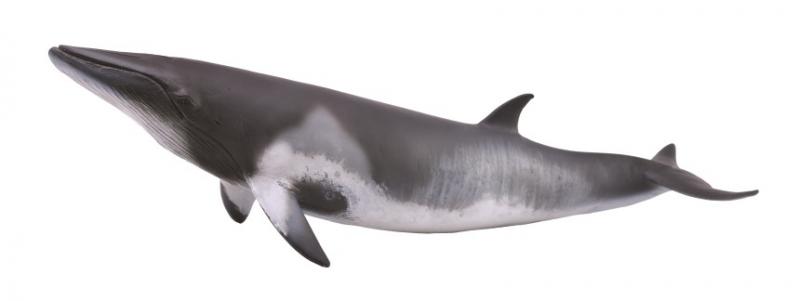 Mô hình động vật: Cá voi Minke