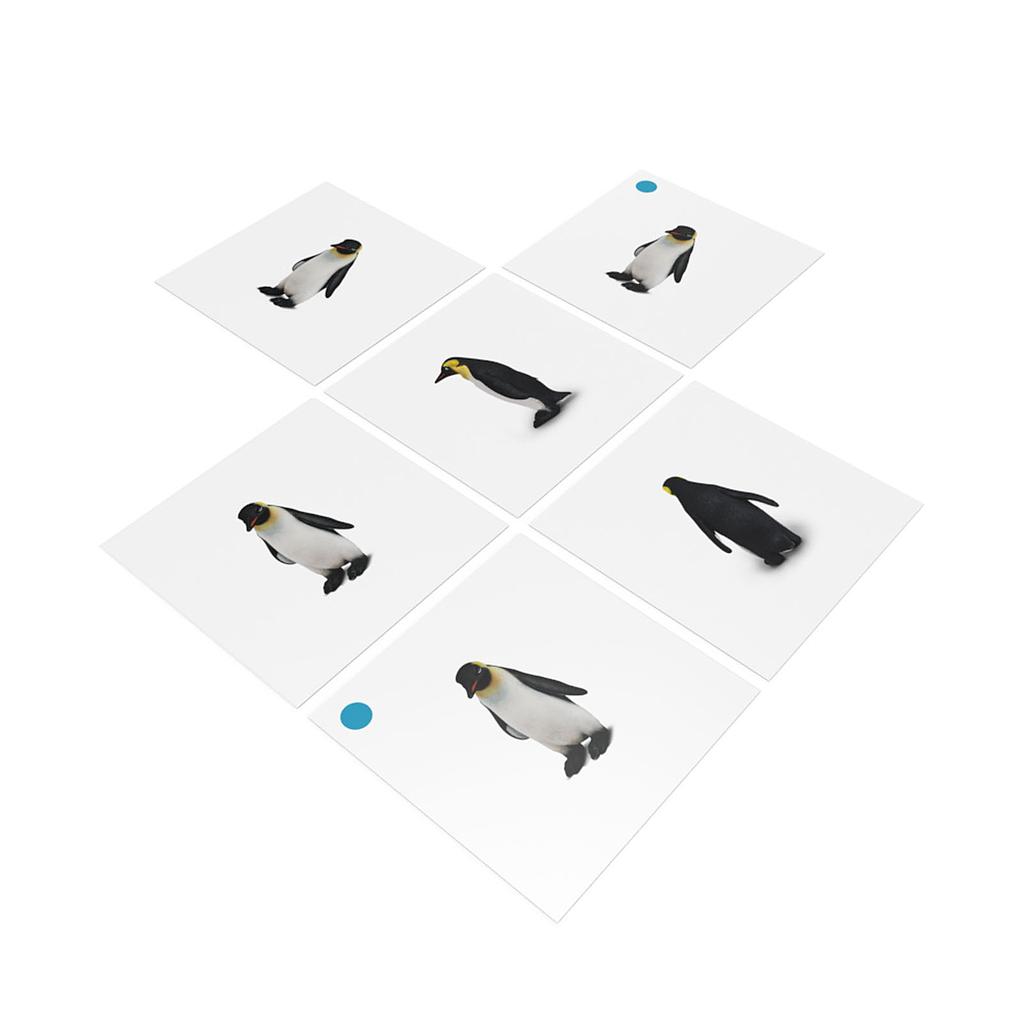 Bộ thẻ giáo cụ: Chim Cánh cụt