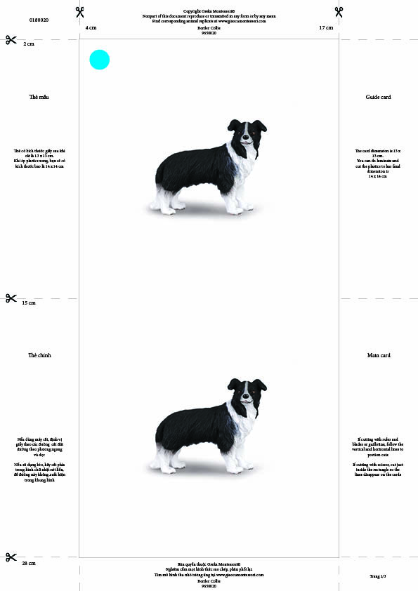 Bộ thẻ giáo cụ: Chó Collie (Sản phẩm số)