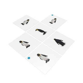 [0182040] Bộ thẻ giáo cụ: Chim Cánh cụt