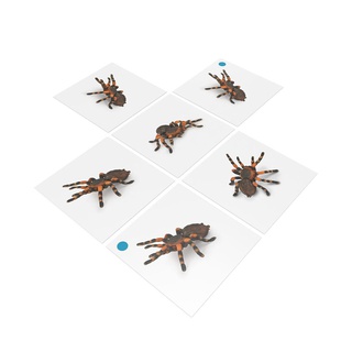 [0183020] Bộ thẻ giáo cụ: Nhện Tarantula