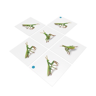 [0183030] Bộ thẻ giáo cụ: Bọ Ngựa