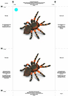 [0183020F] Bộ thẻ giáo cụ: Nhện Tarantula (Sản phẩm số)